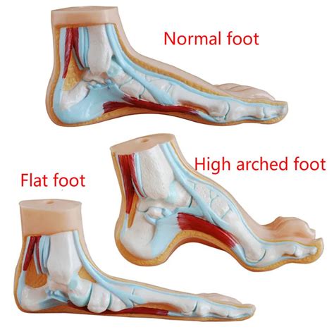 Foot Anatomy Image - Anatomy Reading Source