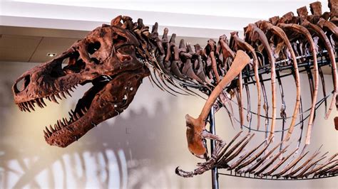 Sue the T. Rex returning to Discovery Center of Idaho | ktvb.com