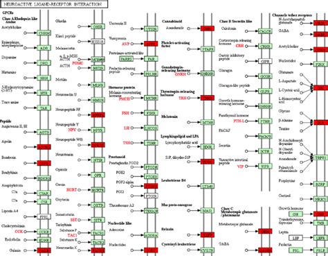 DEGs involved in the neuroactive ligand-receptor interaction pathway.... | Download Scientific ...