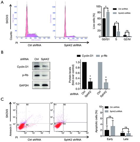 Sphk2 Inhibition In Eoc Cells Causes An Arrest In The G0g1 Phase Of