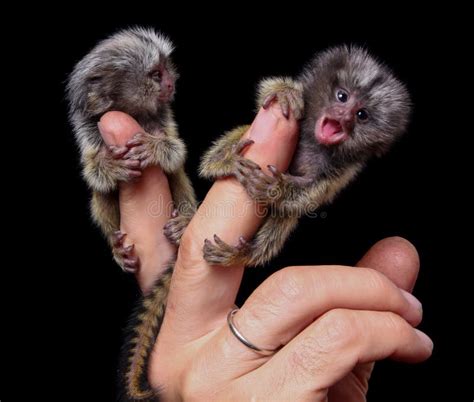 The Common Marmoset`s Babies On Fingers Isolated On Black Stock Image