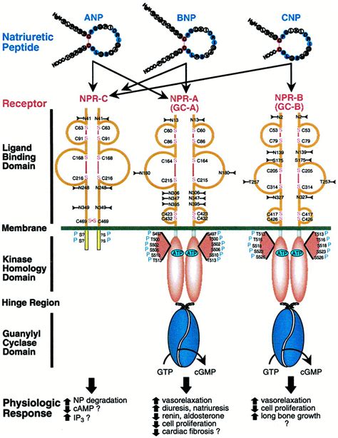 Guanylyl Cyclase Linked Natriuretic Peptide Receptors Structure And