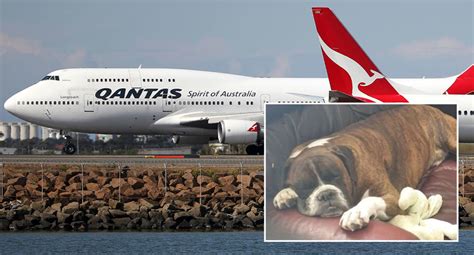 Qantas Bans Snub Nosed Dogs From Flying As It Reviews Rules With Rspca