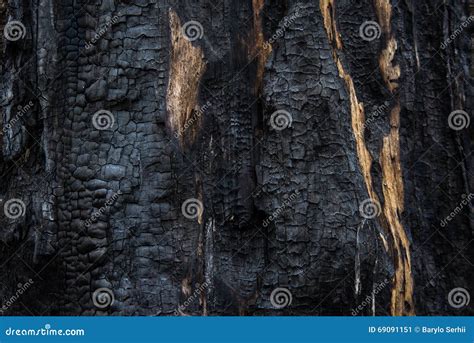 Background Close Up Of Burned Wood Charred Tree Burnt Wood Texture