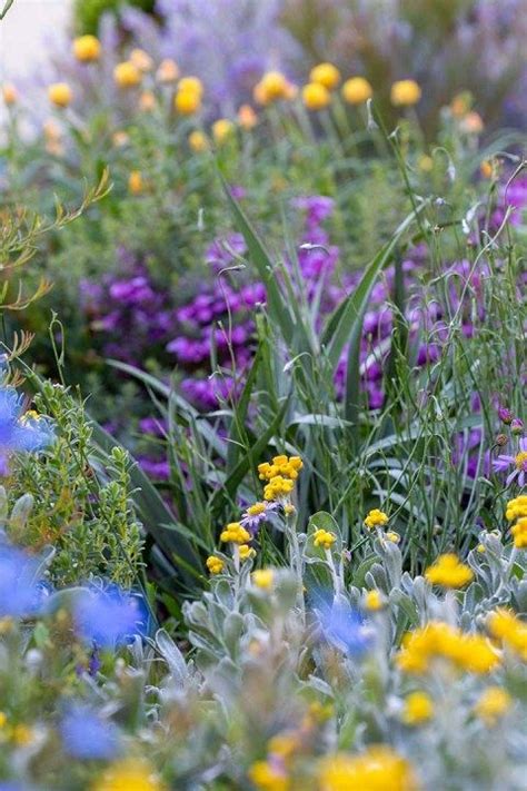 An Australian Native Cottage Garden The Botanical Planet Artofit