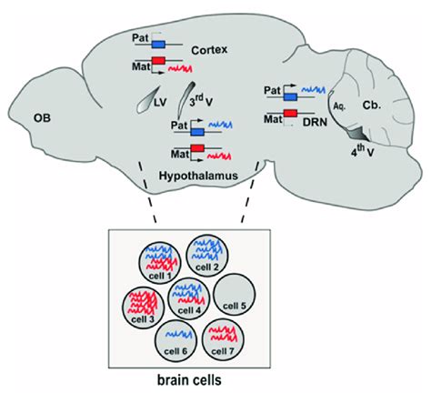 Genomic Imprinting At Tissue And Cell Resolution In The Brain