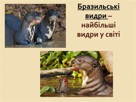 Презентація до уроку " Амазонка"