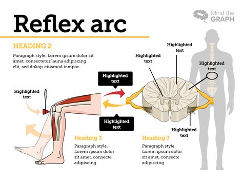 Reflex Arc Medical Illustrations Nursing School Notes Year 9