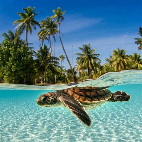 Pin By Lovepeaceharmony On Half Underwater Photography Sea Turtles