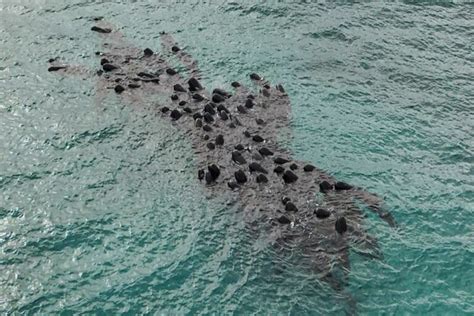 Medio Centenar De Ballenas Piloto Murieron Tras Quedar Varadas En Una