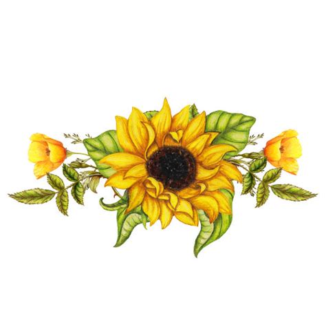 Clip Art Of A Sunflower Borders Illustrations, Royalty-Free Vector ...