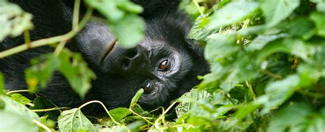 Cost of Gorilla Trekking in Rwanda - Bwindi Impenetrable National Park