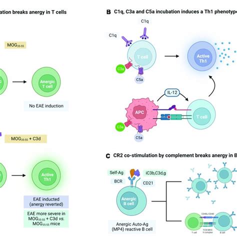 Evidence For The Role Of Complement In The Modulation Of Adaptive