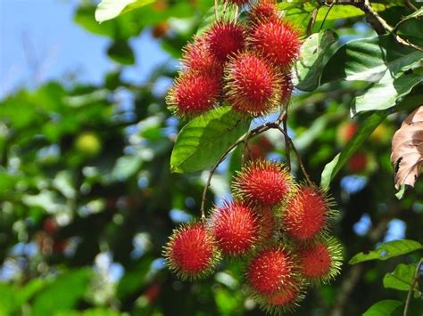 Manfaat Buah Rambutan Untuk Kesehatan Dan Kecantikan Plantio Cultivo