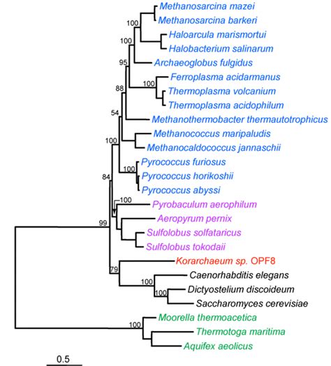 Figure S3 Maximum Likelihood Ml Phylogenetic Trees Constructed From Download Scientific