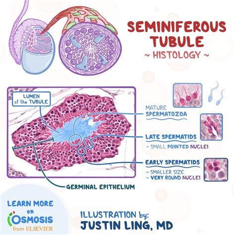 Osmosis From Elsevier On Twitter Each Testis Is Surrounded By A