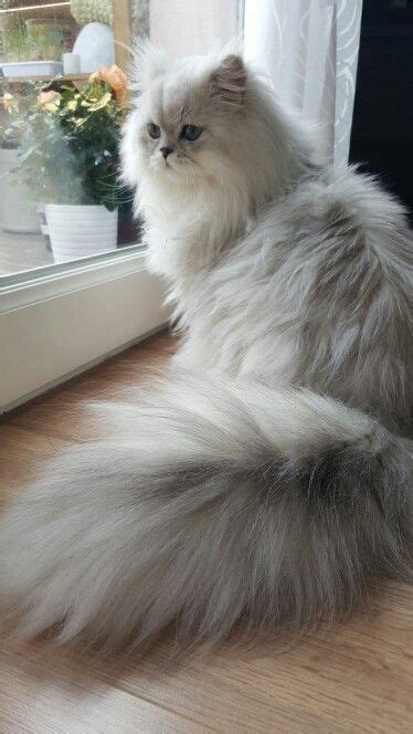 Fluffy Kittens, Persian Kittens, Cute Cats And Kittens, Baby Cats, Kittens Cutest, Fluffy Cat ...