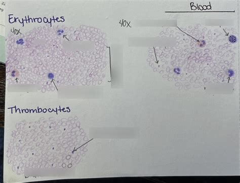 Histology Blood Pt Diagram Quizlet