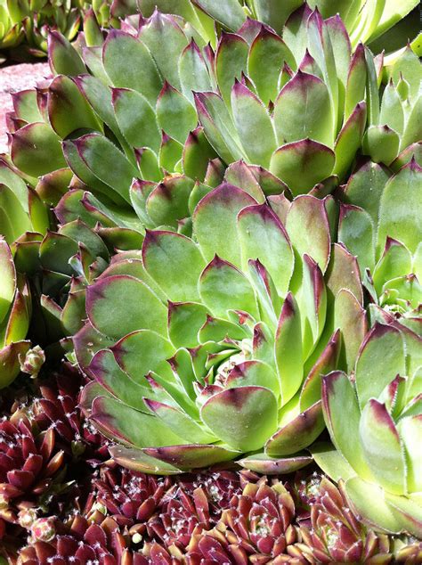 Top 6 Indoor Succulents and How to Care For Them | Epic Gardening