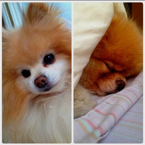 169 best images about Boo the Pomeranian!!!! on Pinterest | Pets, Boo dog and Pet hotel