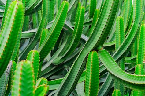 Euphorbia Canariensis Kanarieninsel typischer Kaktus Lebendige grüne