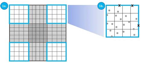 How To Count Cells Using A Hemocytometer Cytologics