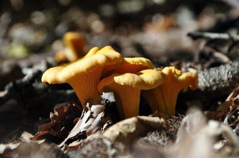 32 Types Of Edible Orange Mushrooms – Plant Grower Report