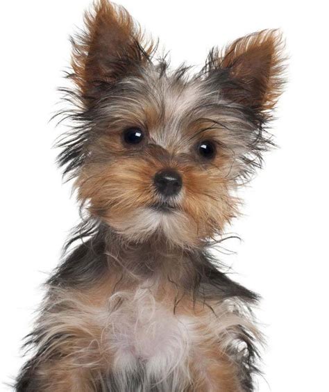 Male Yorkie Names Perfect For Cute Boys Like Yours