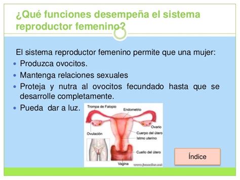 Estructura Del Aparato Reproductor Femenino Y Sus Funciones | Images ...