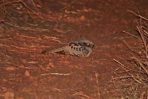 Foto bacurau Nyctidromus albicollis Por Conrado Pável Wiki Aves A