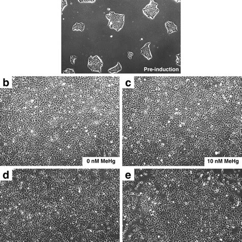 KEGG Pathway Enrichment Of Definitive Endoderm DE Cells Exposed To A