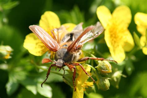 Maggiolino Insetto Natura Foto Gratis Su Pixabay Pixabay