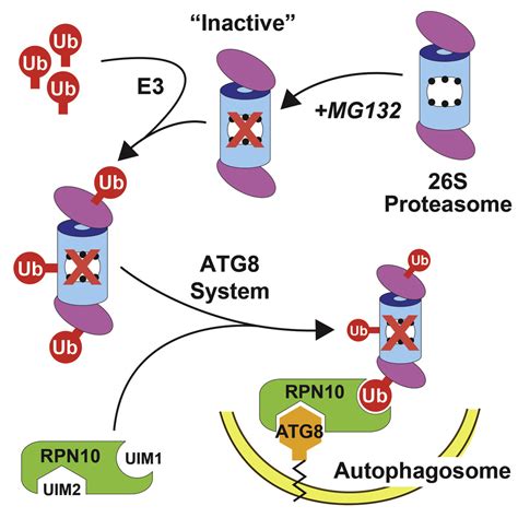 Autophagic Degradation Of The S Proteasome Is Mediated By The Dual