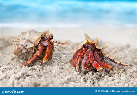 Colorful Hermit Crab On The Beach Stock Photo Image Of Sand Beach