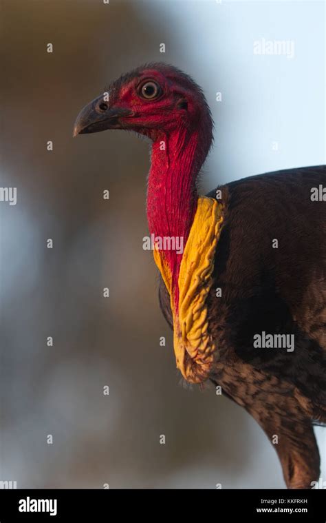 Australian Brush Turkey Male With Wattle Stock Photo Alamy