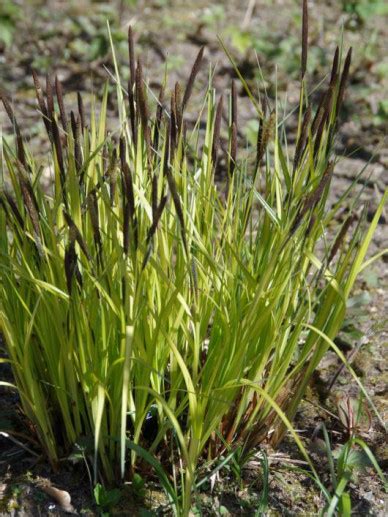 Carex Elata Aurea Stijve Zegge De Tuinen Van Appeltern