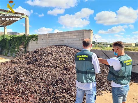 Seis detenidos por venta ilícita de algarrobas en la Ribera Alta tras