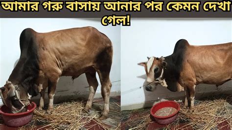 হুররে বাসায় নিয়ে আসলাম আমার কুরবানীর গরু ২০২৩। আমার এবারের গরু কেমন