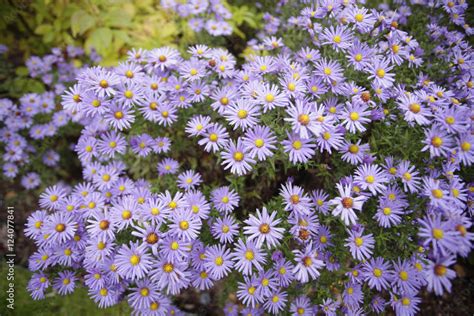 piękne kwiaty - astry w ogrodzie Stock Photo | Adobe Stock