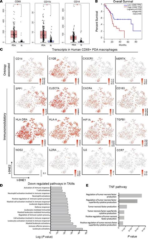 Jci Insight Targeting Tnf Producing Macrophages Activates Antitumor