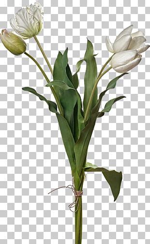 Tulip Cut Flowers Petal Plant Stem Flowerpot Png Clipart Arum