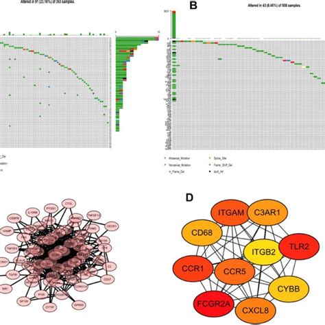 Somatic Mutation Frequency Landscape And Protein Protein Interaction