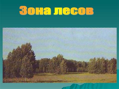 Зона лесов доклад, проект