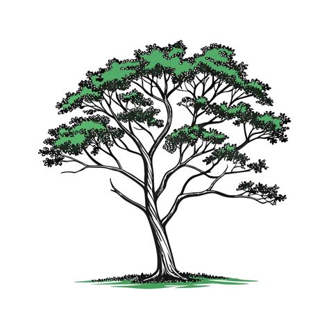 stylish florida mahogany tree bold outline design  vector art