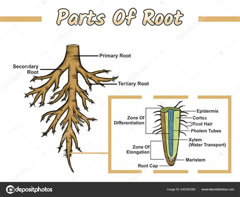 Part Root Root Structure Diagram Structure Root Vector Illustration