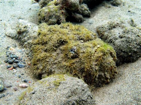 Stonefish – the world’s most venomous fish - Diving Indo