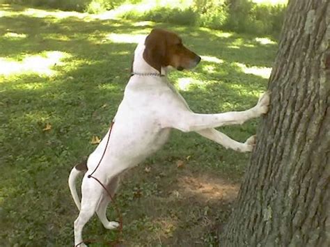 List of Treeing Walker Coonhound Mix Breed Dogs