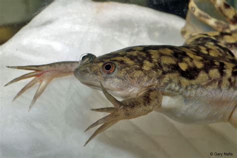 Lab Frog Xenopus Laevis Genome Sequence Shows Eurekalert 42 Off