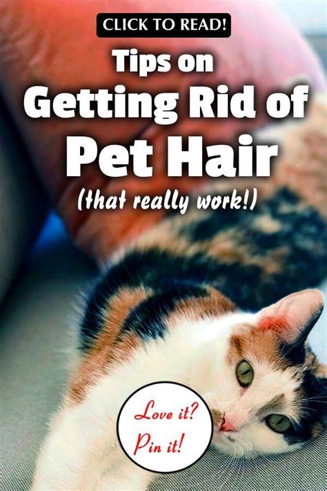 How To Get Rid Of Pet Hair In Your Home 13 Proven Tips Cat Hair