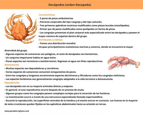 Decápodos Decapoda características y ciclo de vida